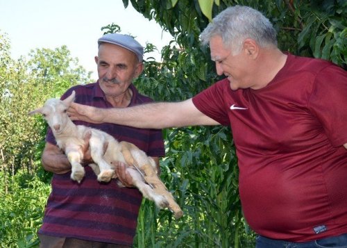 Yaralı Oğlağı Çocuklar Kurtardı