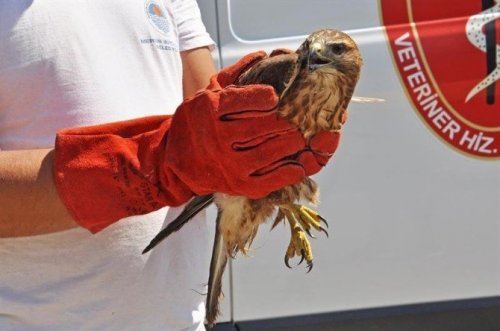 Yaralı Şahinin İmdadına Veteriner, Hayvan Ambulansı İle Yetişti