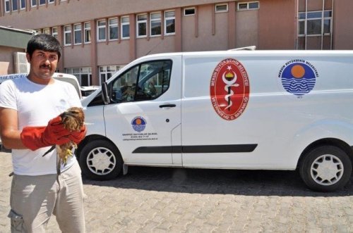 Yaralı Şahinin İmdadına Veteriner, Hayvan Ambulansı İle Yetişti