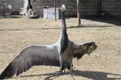 Yaralı Telli Turna Tedavi Edilecek