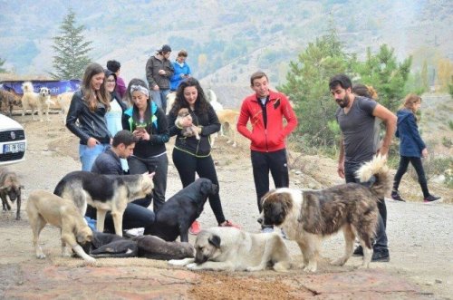 Yardım Gönüllüleri Hayvan Barınağı Ziyareti