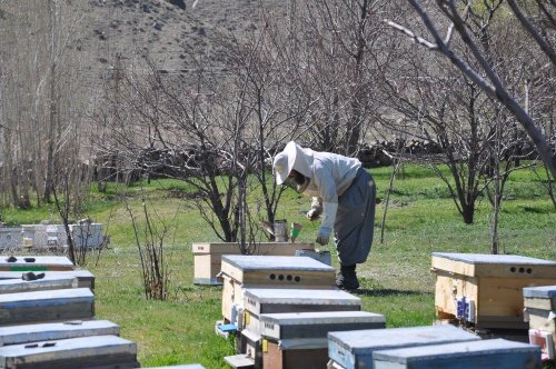 Yatay Kovan Üretti, İki Kat Bal Elde Etti