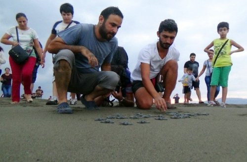 Yavru Kaplumbağalar Denizle Buluştu