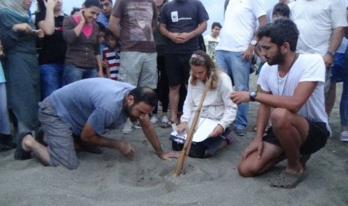 Yavru Kaplumbağalar Denizle Buluştu