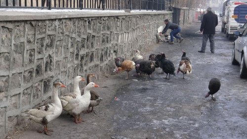 Yılbaşı Hindileri Görücüye Çıktı