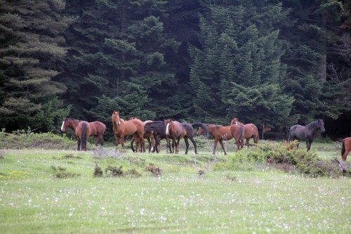Yılkı Atları Grup Halinde Göründü
