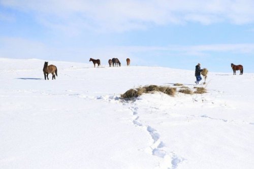 Yılkı Atları İçin Doğaya Yem Bırakıldı